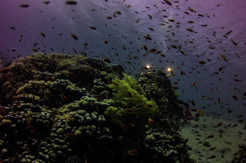 night-diving-dahab